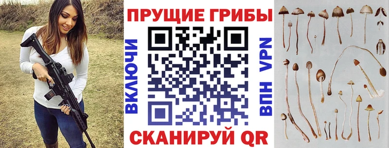 как найти   Артём  Галлюциногенные грибы Cubensis 